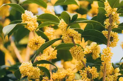Osmanthus Flower Extract Osmanthus Flower Extract