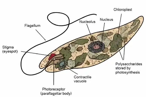 Euglena powder  Euglena powder