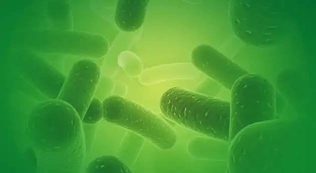 Euglena powder  Euglena powder