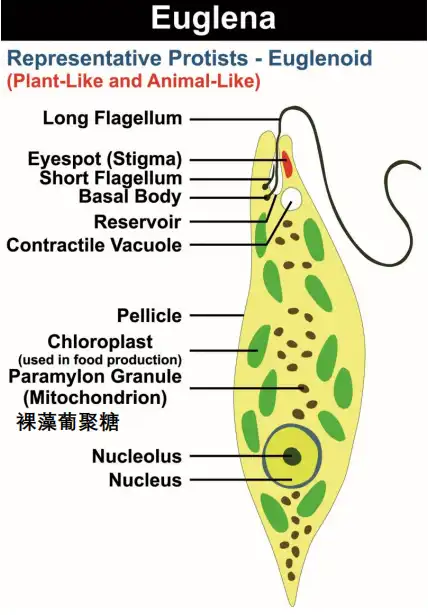 Euglena powder  Euglena powder