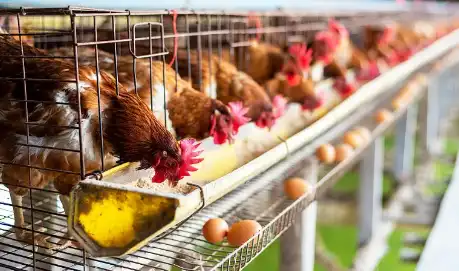 Bulk Corn gluten meal Bulk Corn gluten meal