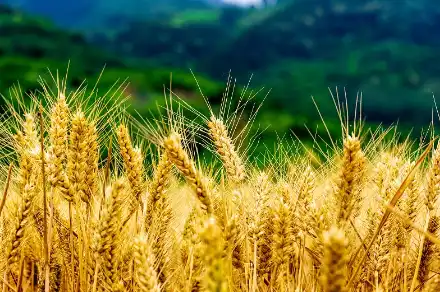 Pure maltose Pure maltose