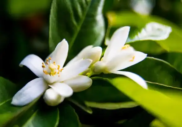 neroli water