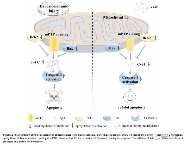Astragaloside IV Powder Astragaloside IV Powder