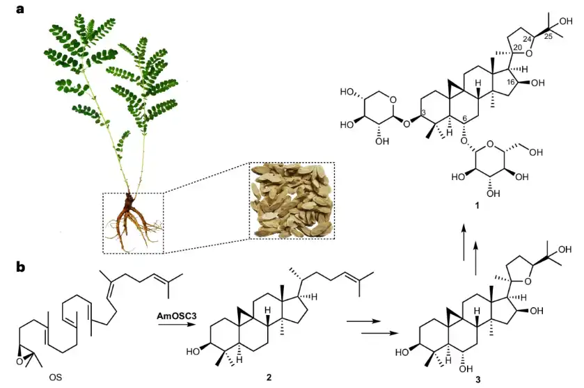 Astragaloside IV Powder Astragaloside IV Powder