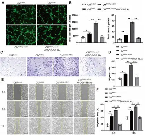 Astragaloside IV Powder Astragaloside IV Powder