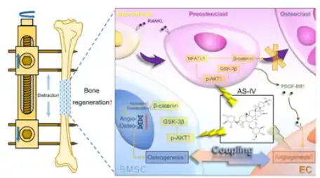 Astragaloside IV Powder Astragaloside IV Powder