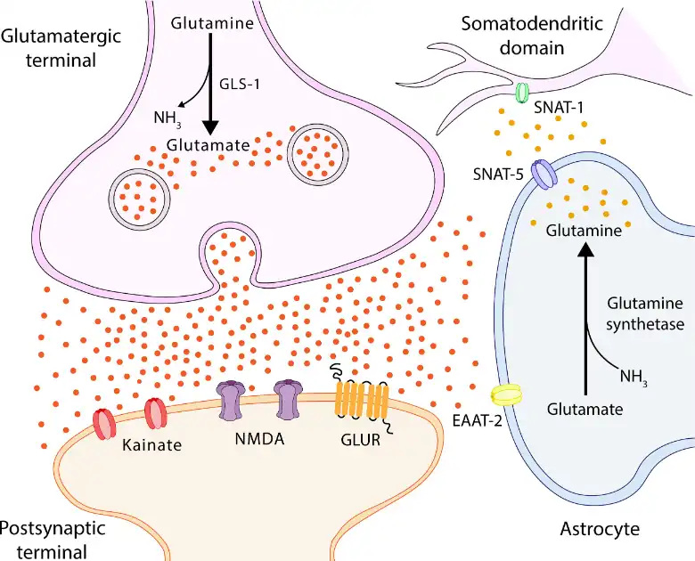 Glutamine Powder Glutamine Powder