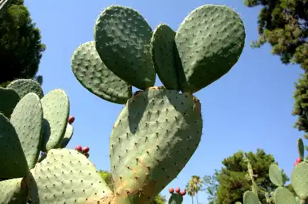 Hoodia Gordonii Extract Hoodia Gordonii Extract