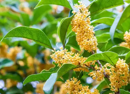 Osmanthus powder Osmanthus powder