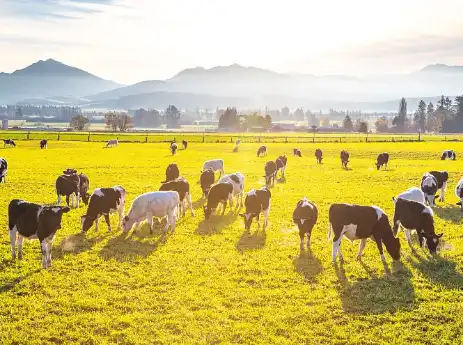 Acetohydroxamic acid Powder Acetohydroxamic acid Powder