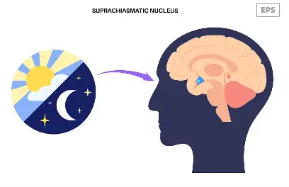 Magnesium Gluconate Powder Magnesium Gluconate Powder
