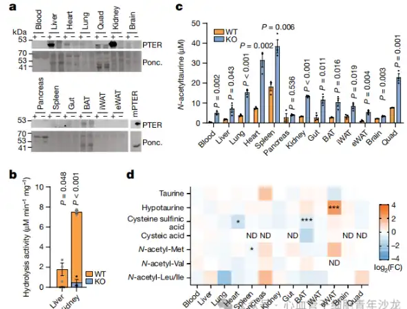 Bulk Taurine Powder Bulk Taurine Powder