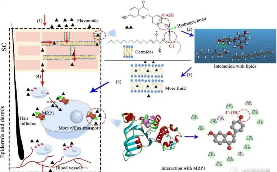 Licorice flavonoids Licorice flavonoids