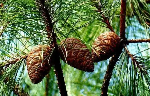 Pine trees Phytosterol