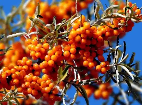 Bulk Sea buckthorn seed oil Bulk Sea buckthorn seed oil