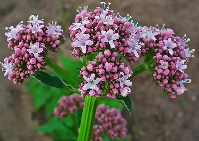 Valerian Extract Valeric Acid