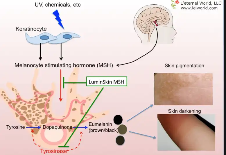 Undecylenoyl Phenylalanine Undecylenoyl Phenylalanine