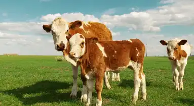 Ox bile powder Ox bile powder