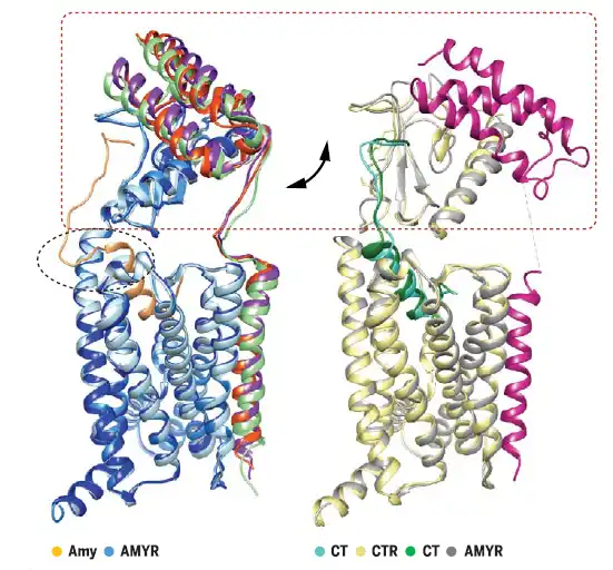 Canaglitide Canaglitide