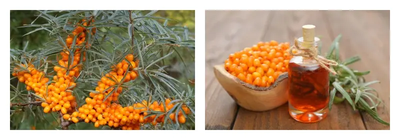 Sea Buckthorn Fruit Oil Sea Buckthorn Fruit Oil