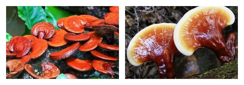 product-1-1 product-1-1