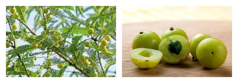 Bulk Amla Powder Bulk Amla Powder