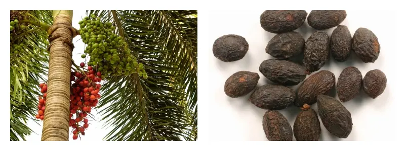 Bulk Saw Palmetto Extract Bulk Saw Palmetto Extract