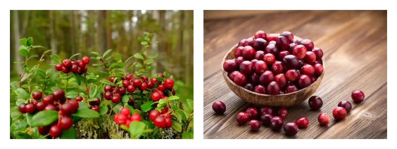 product-1-1 product-1-1