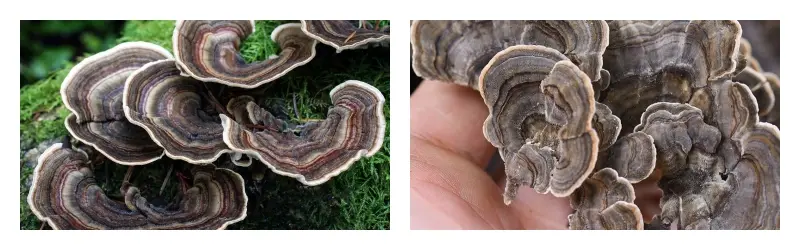 product-1-1 product-1-1