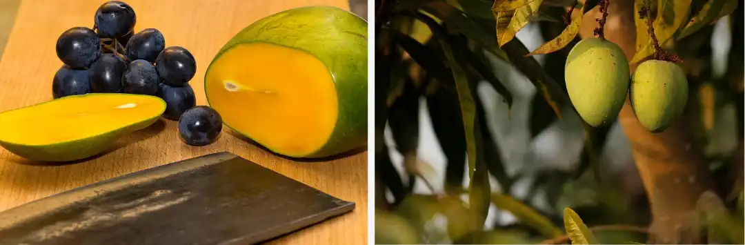 Wild Mango Extract Wild Mango Extract