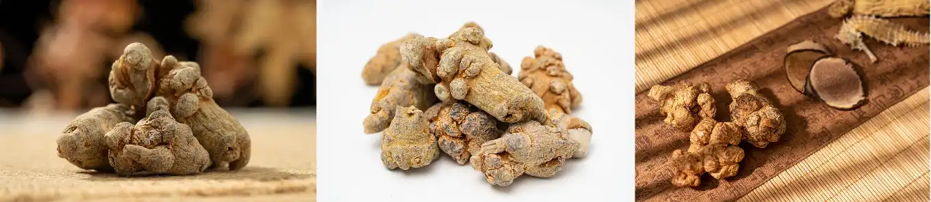 Panax notoginseng extract Panax notoginseng extract