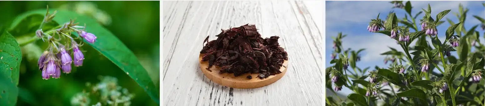 Lithospermum extract Lithospermum extract