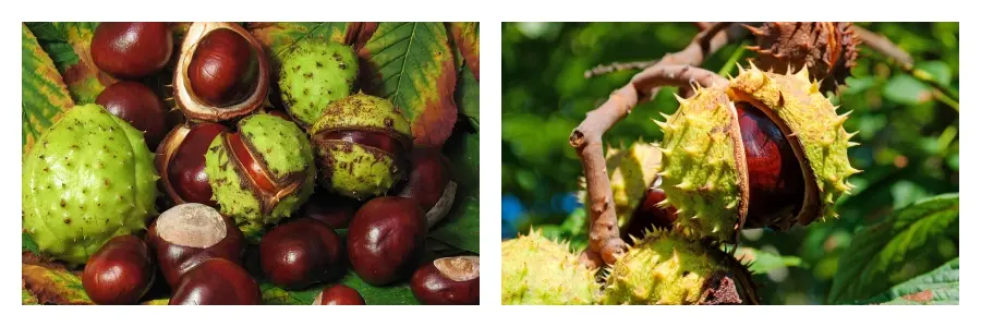 Horse Chestnut Extract