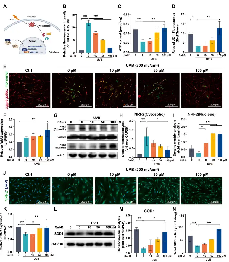Salvianolic acid B Salvianolic acid B