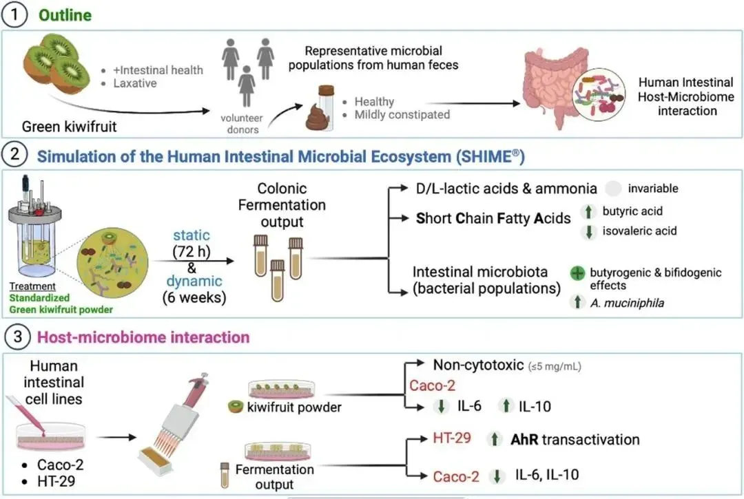 Bulk kiwi powder Bulk kiwi powder