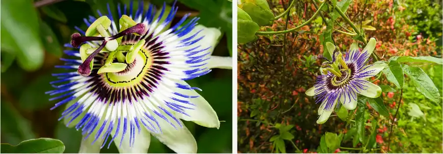 Passionflower extract powder Passionflower extract powder