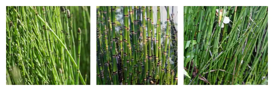 Horsetail extract powder Horsetail extract powder