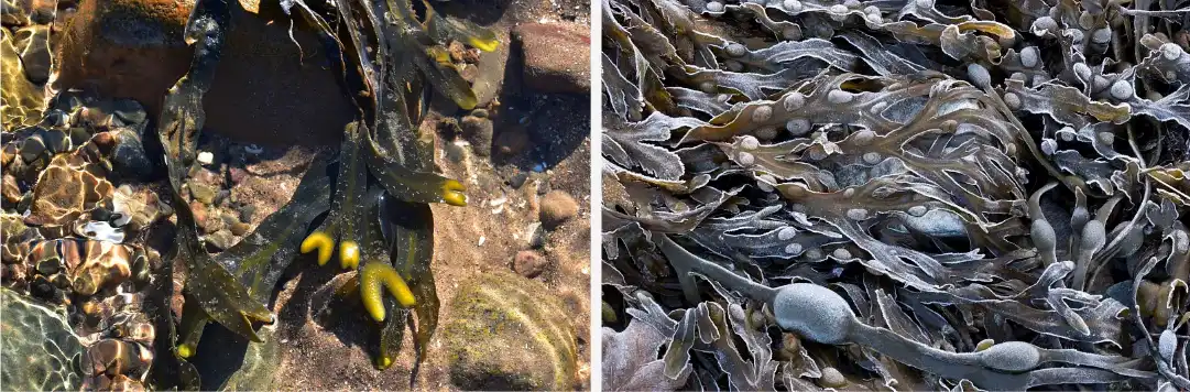 Bladderwrack extract Bladderwrack extract