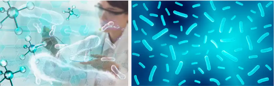 Burdock Extract Burdock Extract