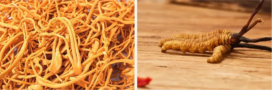 cordycepin powder cordycepin powder