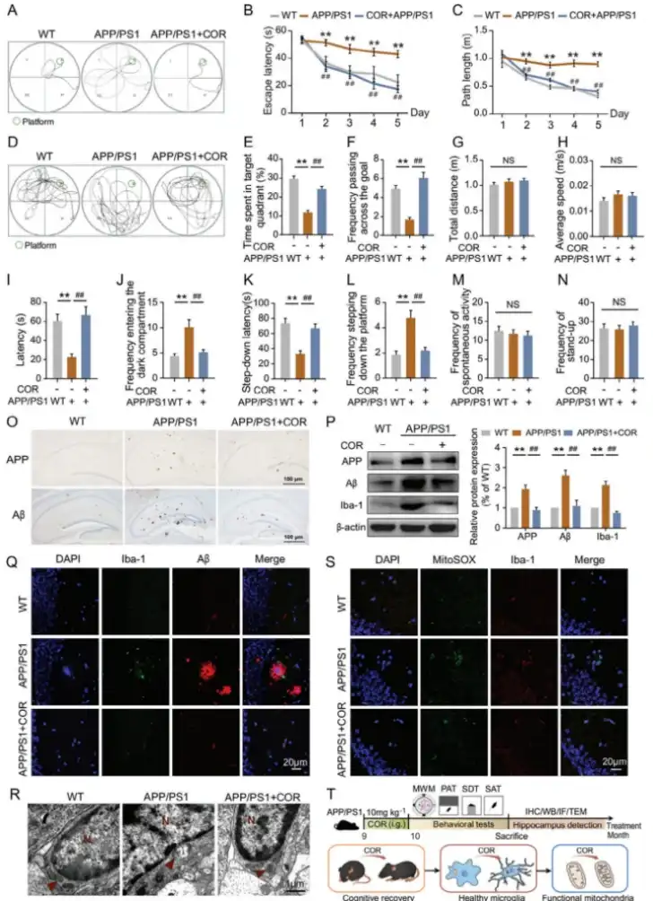 cordycepin powder cordycepin powder