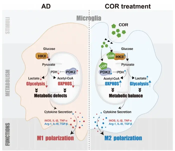 cordycepin powder cordycepin powder