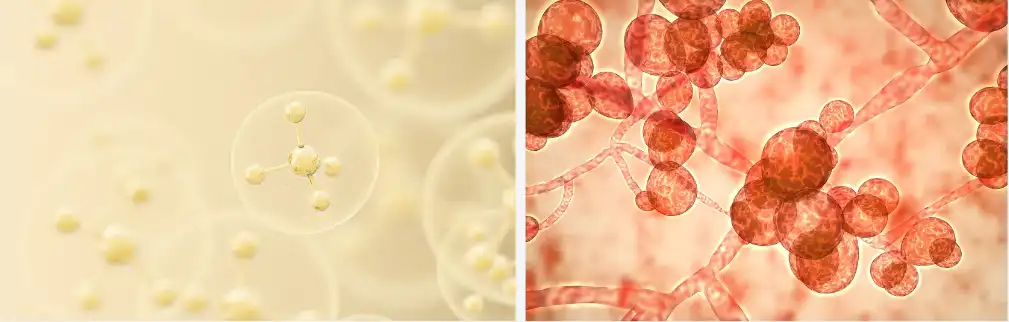 Yeast glucan Yeast glucan