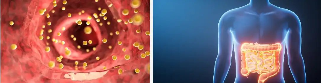 Yeast glucan Yeast glucan