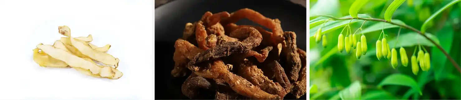 Polygonatum Extract Polygonatum Extract