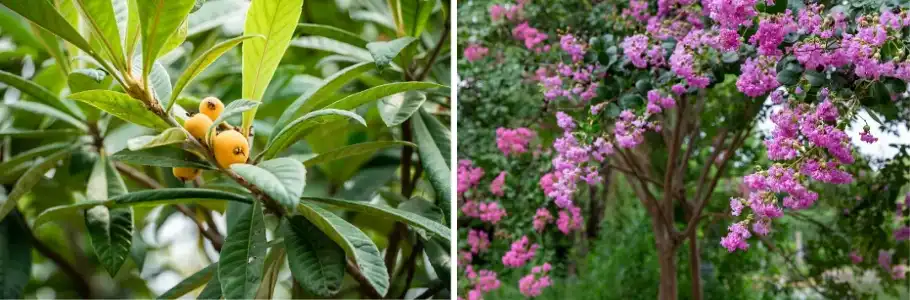 Corosolic Acid Powder Corosolic Acid Powder