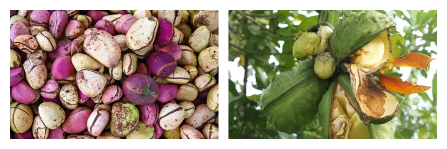 Kola Nut Extract Powder Kola Nut Extract Powder