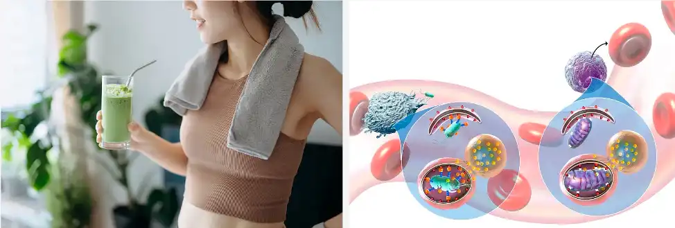 Kola Nut Extract Powder Kola Nut Extract Powder