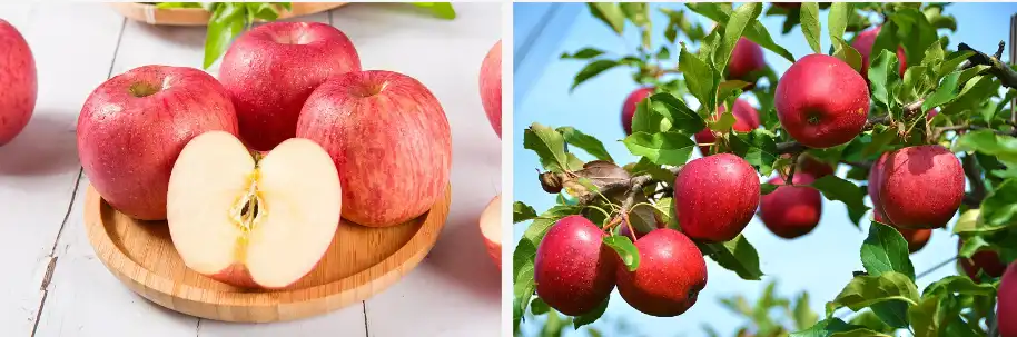 Apple polyphenol Apple polyphenol